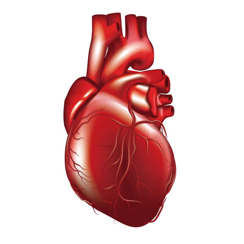 Free Human Heart Png Download Free Human Heart Png Png Images Free